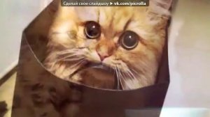 Рыбак - мой котик