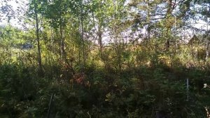 Гледичия трехколючковая перезимовала на Урале