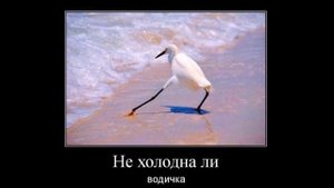 Веселые картинки. Смешные птички. Приколы про птиц.