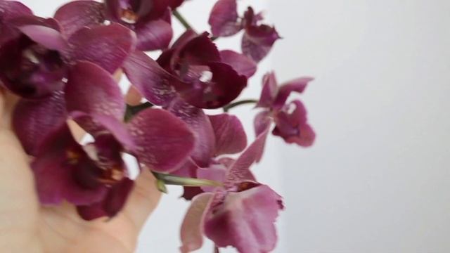 Орхидея Phal. Montreux! Орхидея Монтрё с пилоричностью.