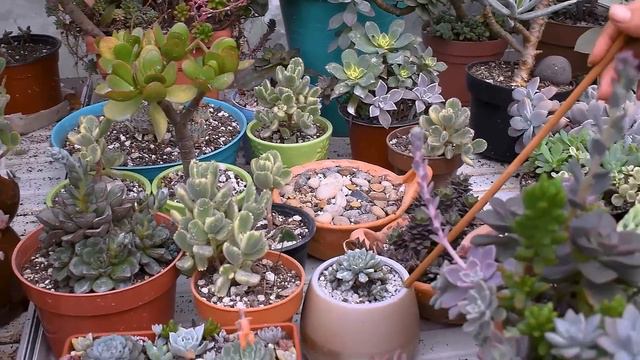 TOUR Arreglos suculentos de MI JARDÍN🌱 | Delia y su Jardín 💚 Pt.3 смотреть онлайн