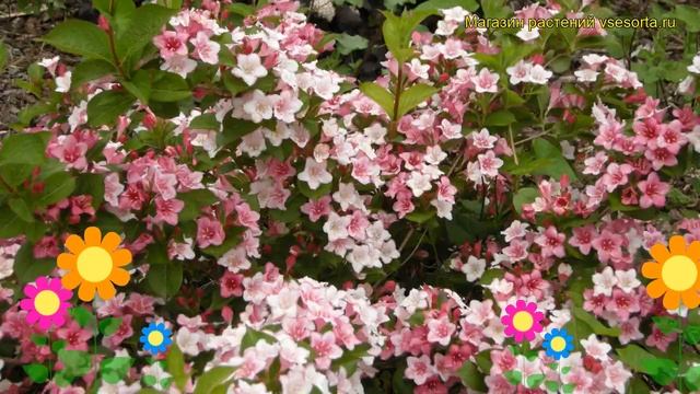 Вейгела цветущая Курталор. Краткий обзор, описание характеристик weigela florida Courtalor смотреть онлайн