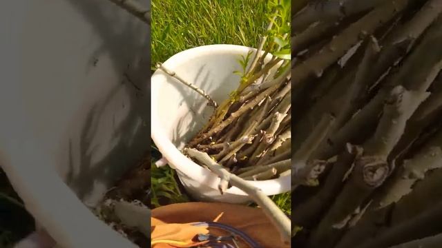 Сажаю черенки ивы и тополя 29.04.2021 смотреть онлайн