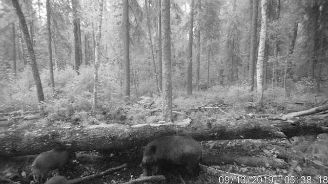 Лось на солонце фотоловушка лоси на солонце смотреть онлайн