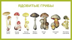 Беседа с детьми «Ядовитые грибы и растения»!