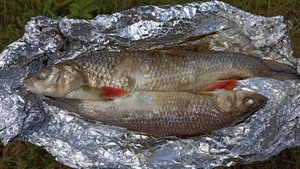 Приготовление голавлей на углях костра