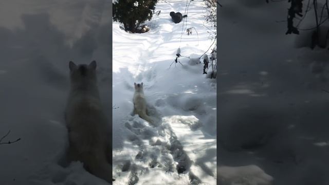 Снежные коты)) Короткими перебежками))