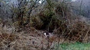 Пойнтер Фред и Курцхаар Арсо претърсване на гъсти храсти:)