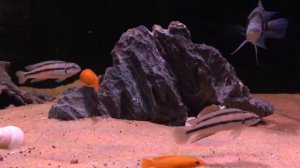 Telmatochromis vittatus