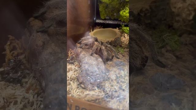 жулик #зубарев #шутки #юмор смотреть онлайн