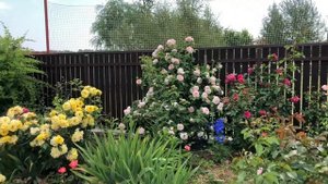 Парковая Роза Рейн Лючия. Обзор.