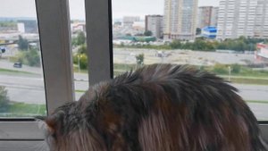 VLOG | ОДИН ДЕНЬ ИЗ ЖИЗНИ КОТА ПО ИМЕНИ ПЁС #влог #vlog #мейнкун
