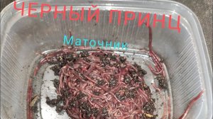 Формирую Маточник Червя Чёрного Принца