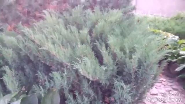 Можжевельник в композиции