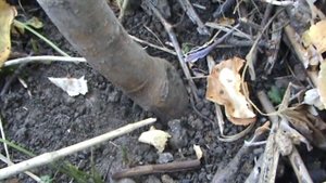 Отличие на яблоне карликового подвоя от среднерослого / Dwarf rootstock on an Apple tree