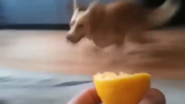 Собака ест лимон_BEST FUNNY_Dog eats lemon смотреть онлайн