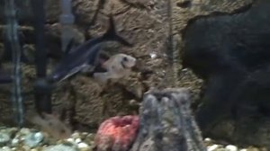 Мой аквариум 300 литров