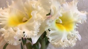 15.07.23 Rlc. Siam white “The best”. Неперевершена краса!