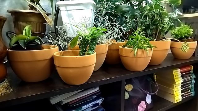 Новые растения, полки, горшки, семена.