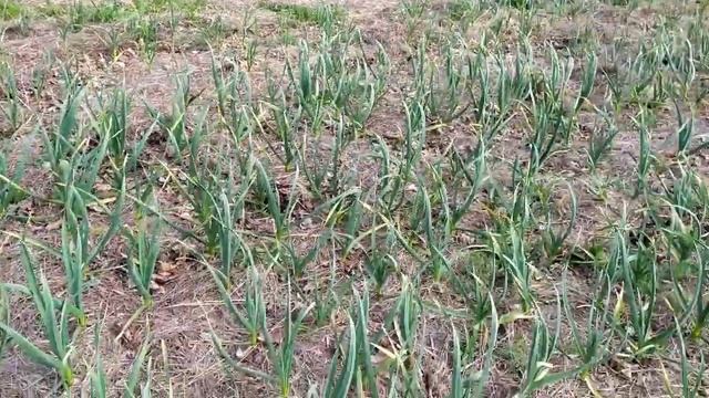 Рокамболь Сажаем Однозубку и Зубок Весной !