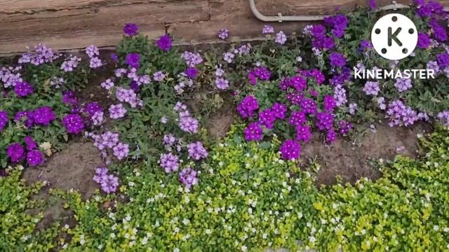 Эксперимент НАГЛЯДНО. Кормить ли гуматами и где лучше покупать торф и удобрения, Советы и опыт Ани смотреть онлайн