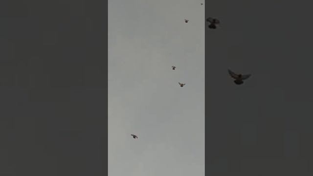 голуби.Жени.с.Елань-Колено.Воронежской.обл. смотреть онлайн