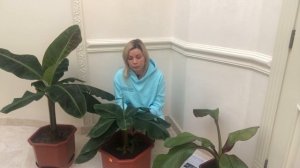 БАНАН | ПОЧЕМУ БАНАН ПЛОХО РАСКРУЧИВАЕТ ЛИСТЬЯ