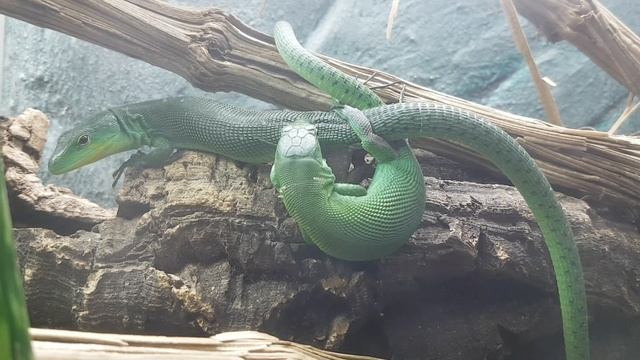 Gastropholis prasina mating смотреть онлайн