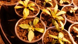 иван чай выращивание семенами