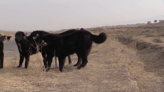 Аборигенные САО, чёрная стая саги дахмарда из Пенджикента смотреть онлайн