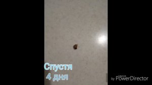 Эксперимент : вред Кока - Колы для зубов.