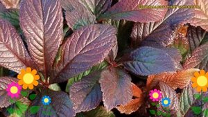 Роджерсия подофиловая Браунлауб. Краткий обзор, описание rodgersia aesculifolia Braunlaub