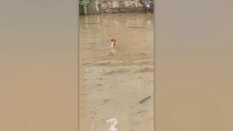 Incredible Moments Caught on Camera