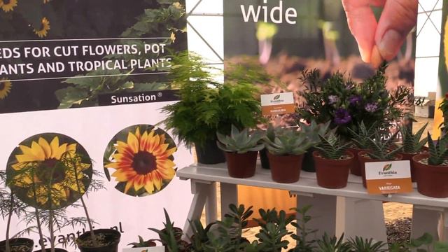 Spring Trials 2019 - Evanthia