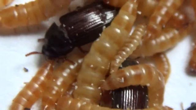 Личинки Жука-Знахаря Ulomoides dermestoides: Coleoptera: Tenebrionidae