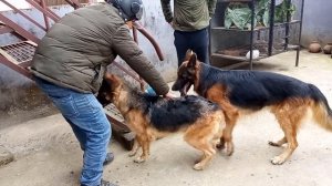 Mating of my GSD "Mercy" with GSD "Tyson".. || German shepherd mating || Dogs