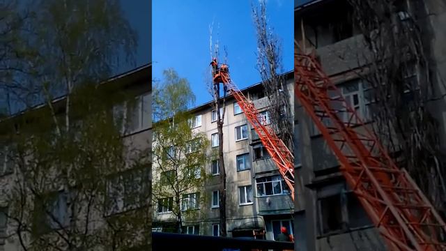 Кронирование дерева. Удаление вершины частями.