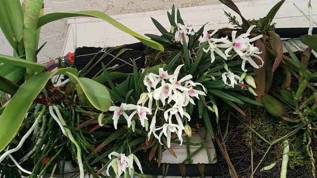 Cattleya Brazilian Star (C. intermedia var. coerulea aquinii x C. nobilior var. coerulea) смотреть онлайн