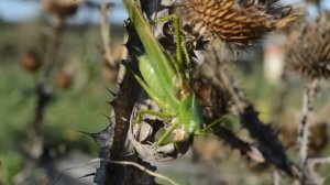 Кузнечик. Как поет зеленый кузнечик.