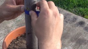 УСОВЕРШЕНСТВОВАННАЯ ПРИВИВКА ПОЧКОЙ ПРИЖИВАЕТСЯ 100 % / САМАЯ ПРОСТАЯ ПРИВИВКА ДЕРЕВА