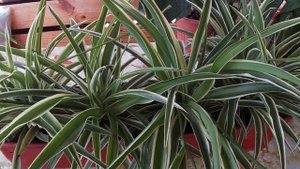 Хлорофитум летом