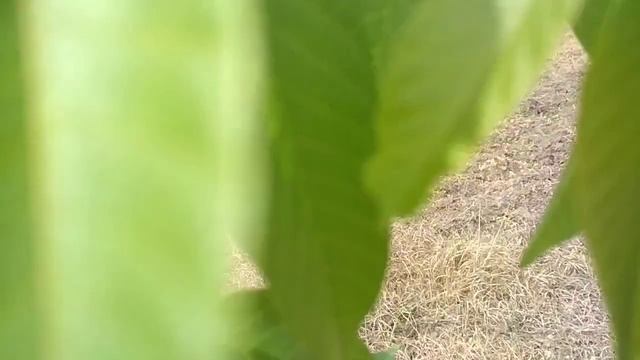 Сеянцевые формы Кочерженко 2-3 летние. Купить саженцы ореха в Украине. смотреть онлайн