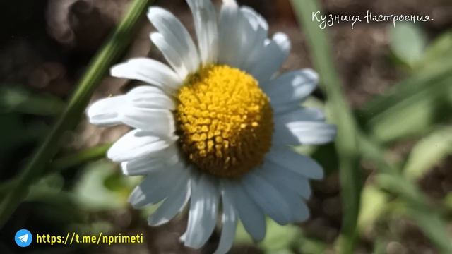 22 июля День Панкрата и Кирилла. Что нельзя делать 20 июля. Народные традиции и приметы.