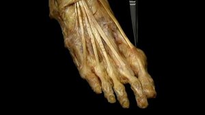 Длинный разгибатель большого пальца стопы M  extensor hallucis longus