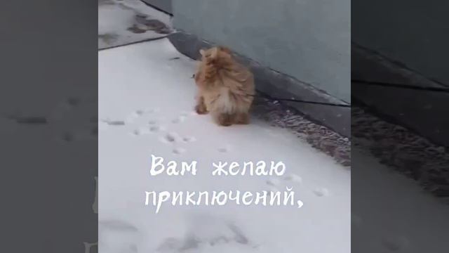 мальтипу Ф1