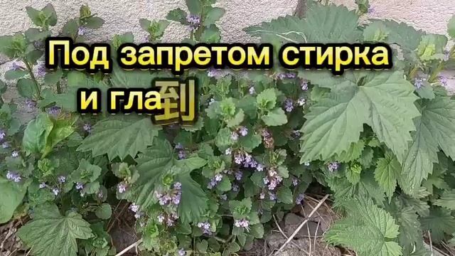 21 мая День Иоанна Богослова. Что нельзя делать в этот день. Народные приметы. смотреть онлайн