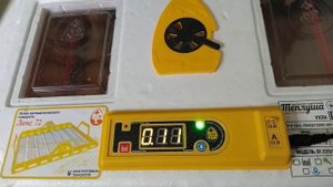 Инкубация бройлеров КОББ 500 Венгрия.  Дезинфекция яиц, овоскопирование и контроль влажности.