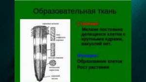 ?Ботаника ? . Ткани растений (образовательные и покровные) ,1 ч .