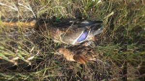 "От автора" "Охота на болотную и луговую дичь" Герман В. Е