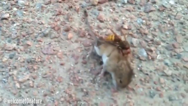 Гигантский шершень убийца растерзал мышь за минуту и попал на видео смотреть онлайн